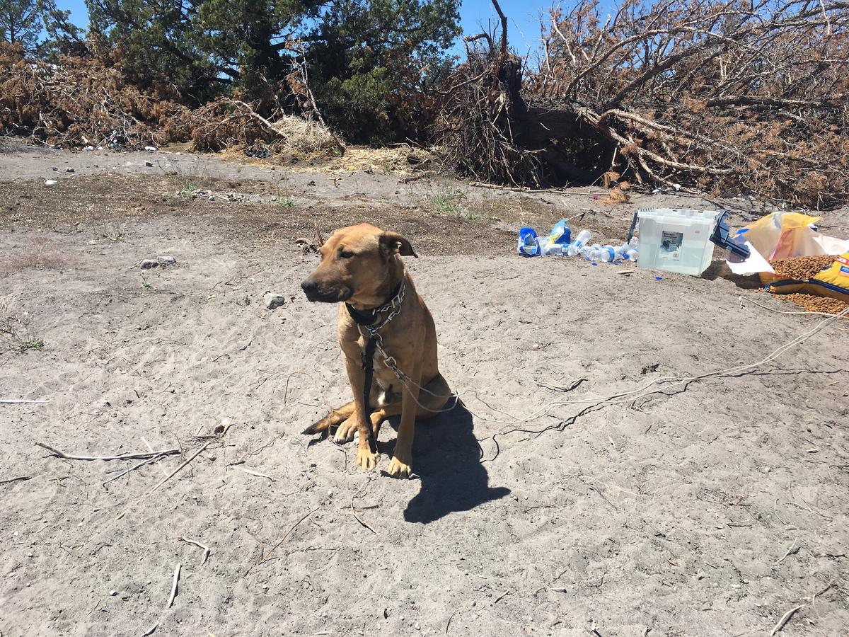 Dogs Routinely Abused at Illegal Cannabis Grows in California: Sheriff