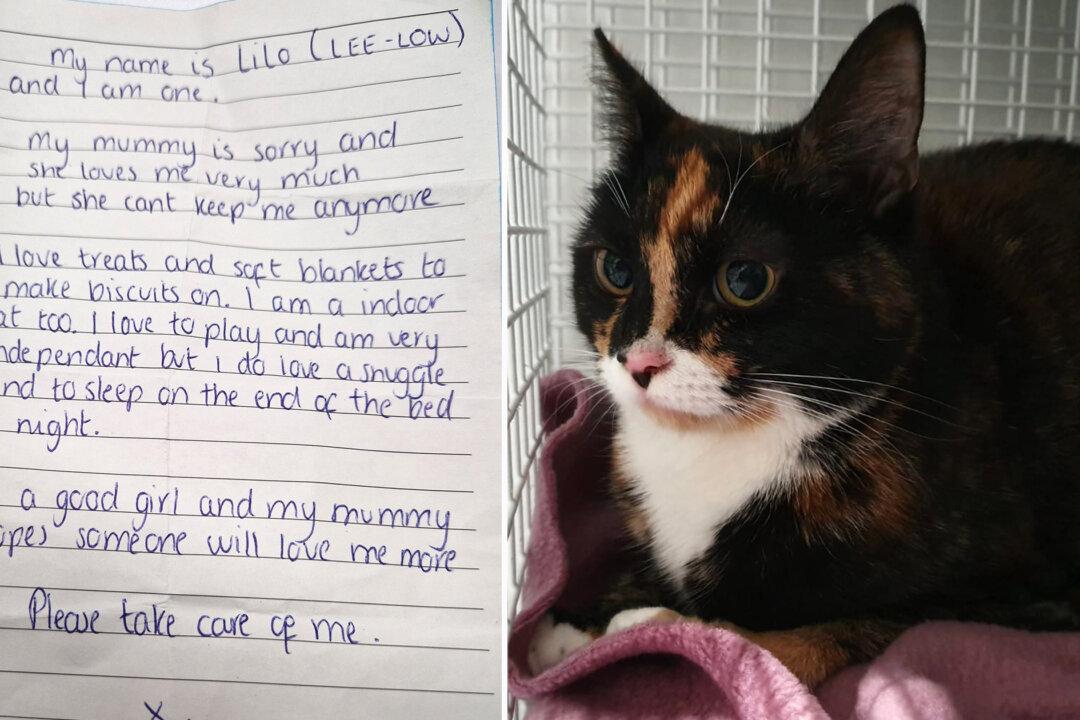Cat Abandoned at Shelter With Heart-Wrenching Note From ‘Sorry’ Owner Is Finally Adopted
