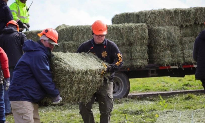 California’s ‘Operation Hay Drop’ Feeds Starving, Snowed-In Cows by Helicopter