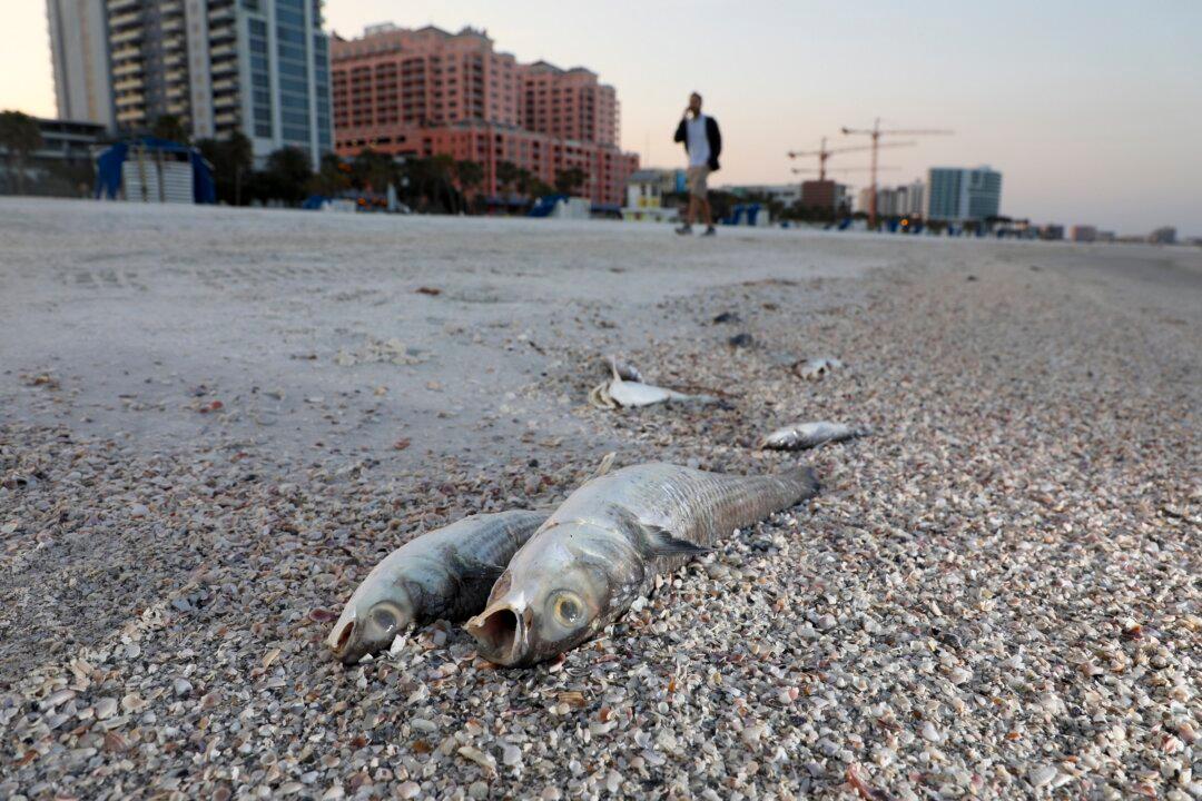 Presence of Red Tide Algae on Florida’s Gulf Coast Killed Fish, Caused Breathing Problems and Burning Eyes, Festival Cancelled