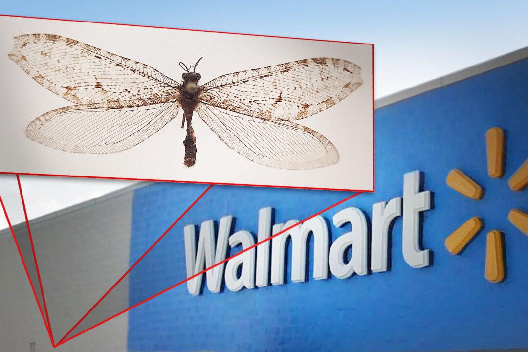 Giant Flying Insect Found on Walmart in Arkansas Turns Out to Be Surviving Jurassic-Era Relic