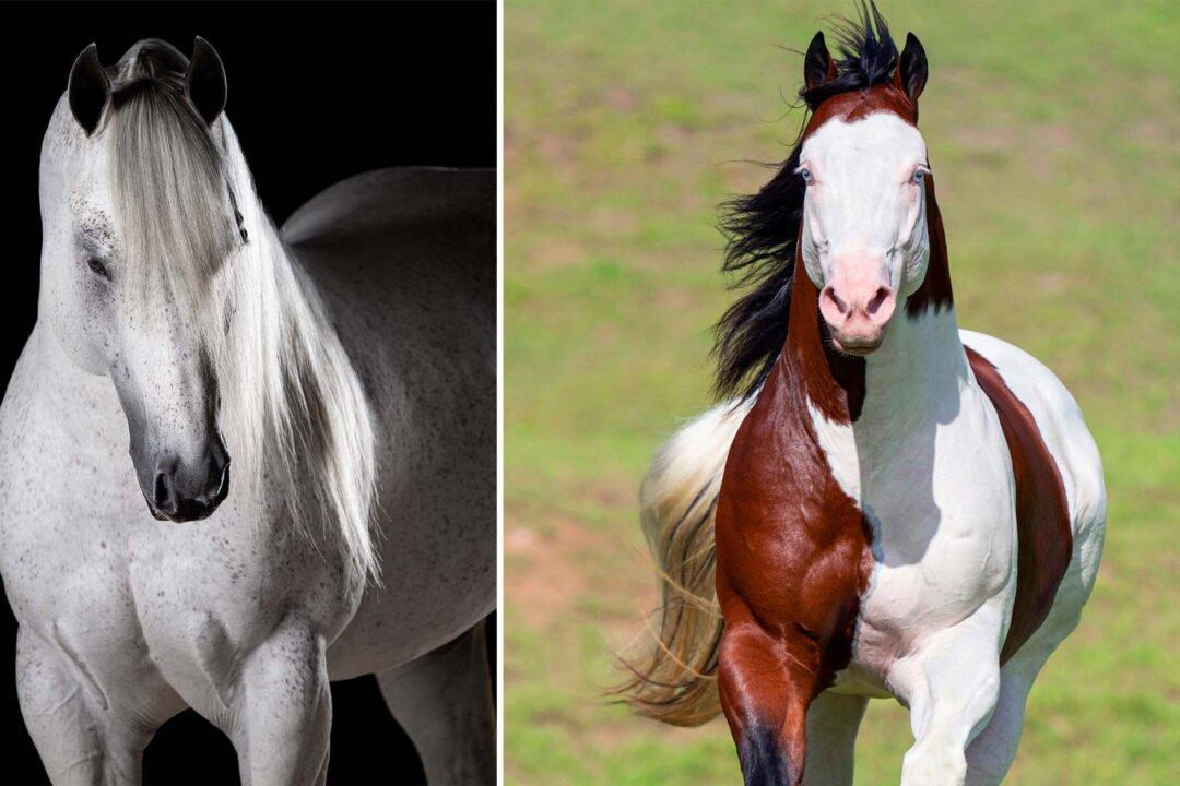 Man Turns His Love of Horses Into Majestic Art, Shares Breathtaking Photos With the World
