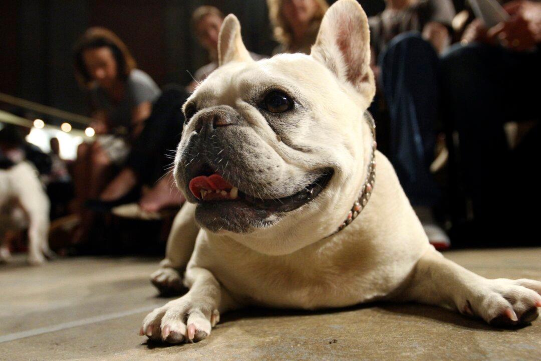 Beloved and Debated, French Bulldog Becomes Top US Dog Breed