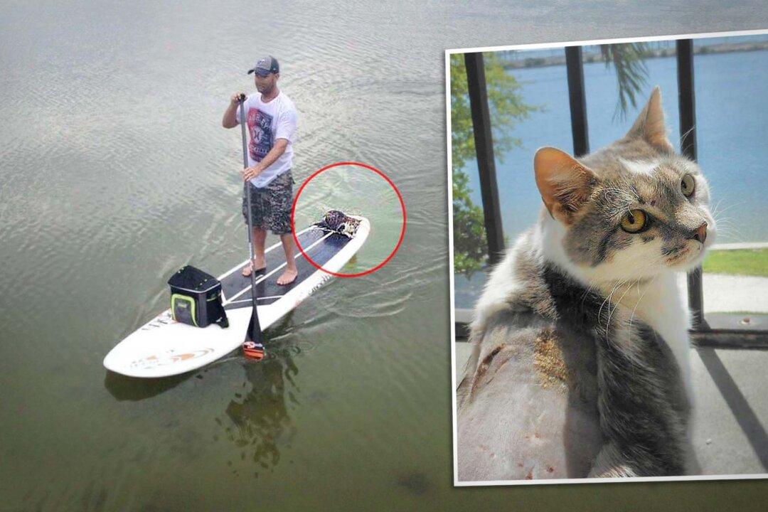 Blind Cat Spotted Drowning Is Rescued by Neighbors, Maps Out New Forever Home by Feel, Sound