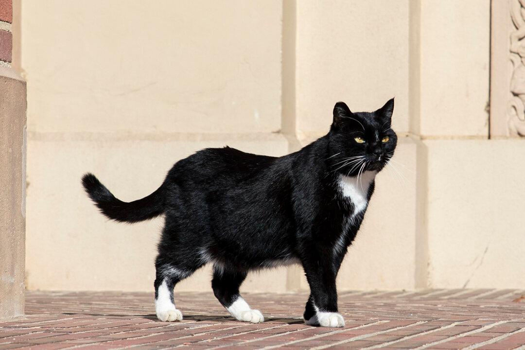 UCLA Community Mourns Death of University’s Unofficial Mascot ‘Powell Cat’