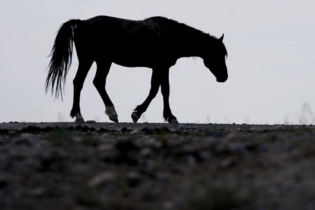 17 Wild Horses Shot Dead Near Kamloops, BC, in ‘Disheartening’ Act: RCMP