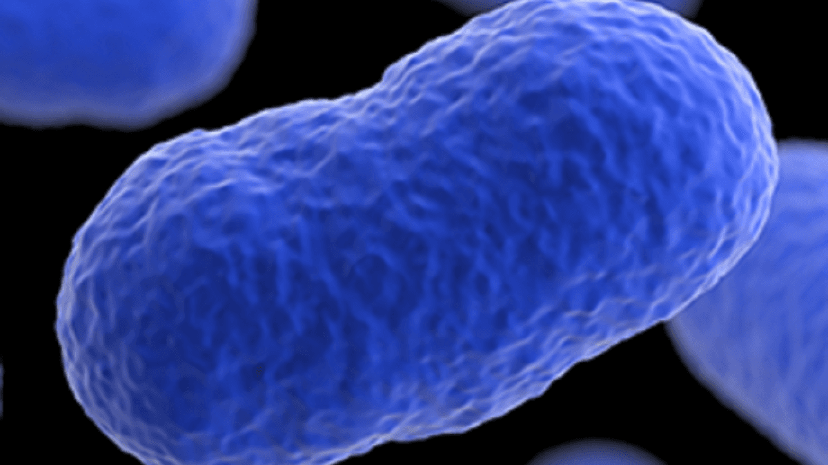 Smoked Salmon Products Recalled Following Listeria Bacteria Concerns