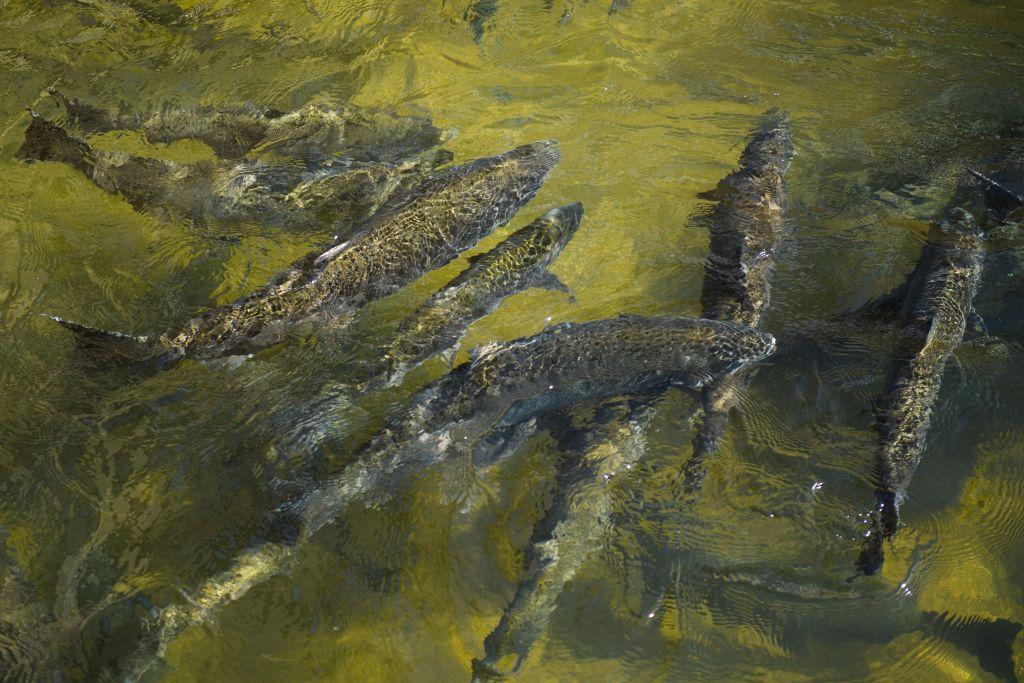 Nearly 1 Million Salmon Killed on Klamath River as Dam Removal Continues