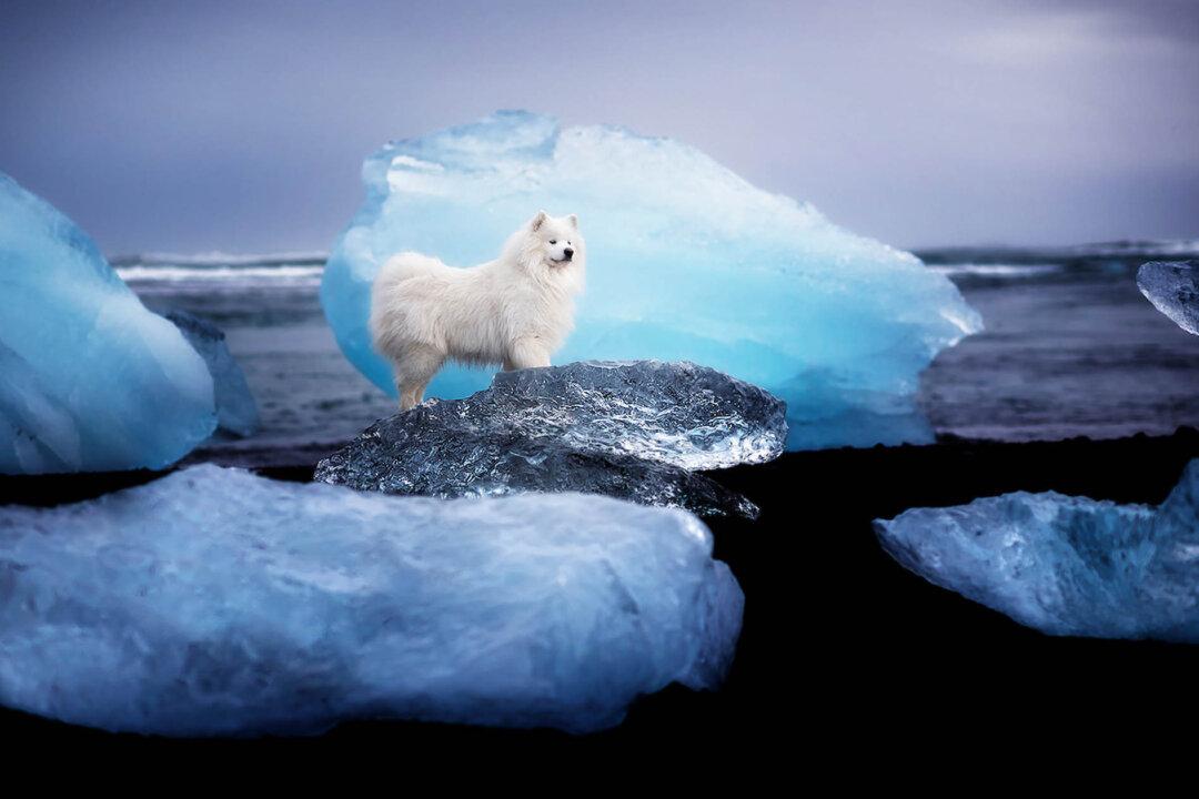 PHOTOS: Canine Photographer Captures Man’s Best Friend Amid Majestic Mountain and Ice Scenes