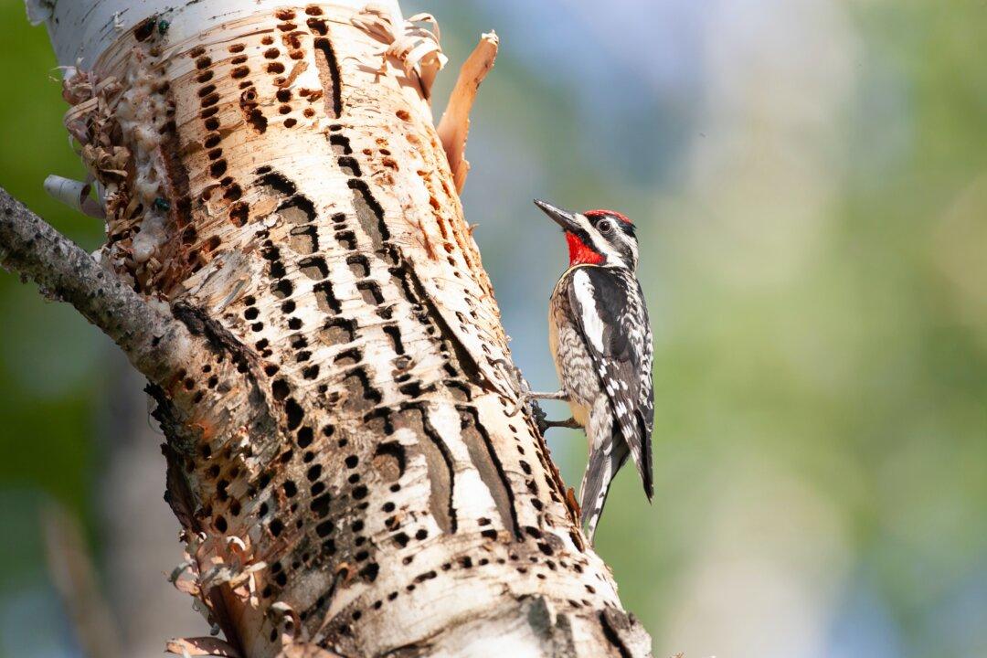 Yellow-Bellied Sapsucker