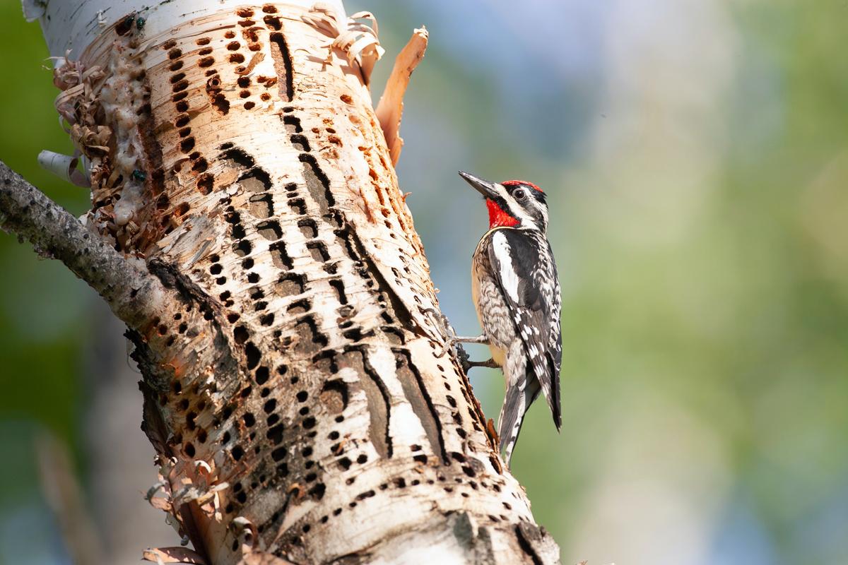 Yellow-Bellied Sapsucker