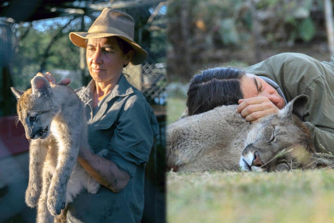 Blind Cougar Who Can’t Be Released Into the Wild Learns to Respond to His Caretaker’s Voice