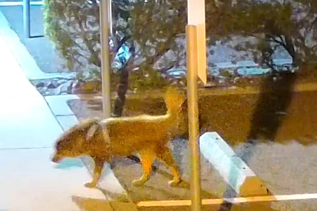 Abandoned Dog Outside San Diego Animal Center Meets Tragic End