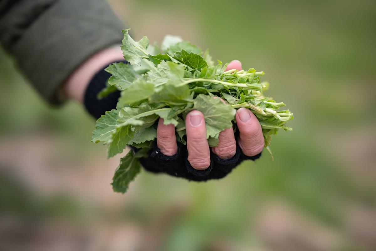 Wild field mustard. (Hannah Beier)