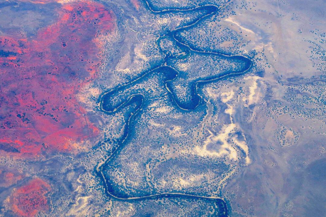 Fire Ants Found for First Time in Australia’s Largest River System