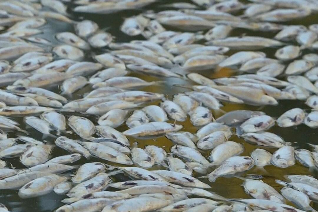 Calls for Royal Commission Into Australia’s ‘Worst’ Fish Kill as Investigators Seek to Understand Cause
