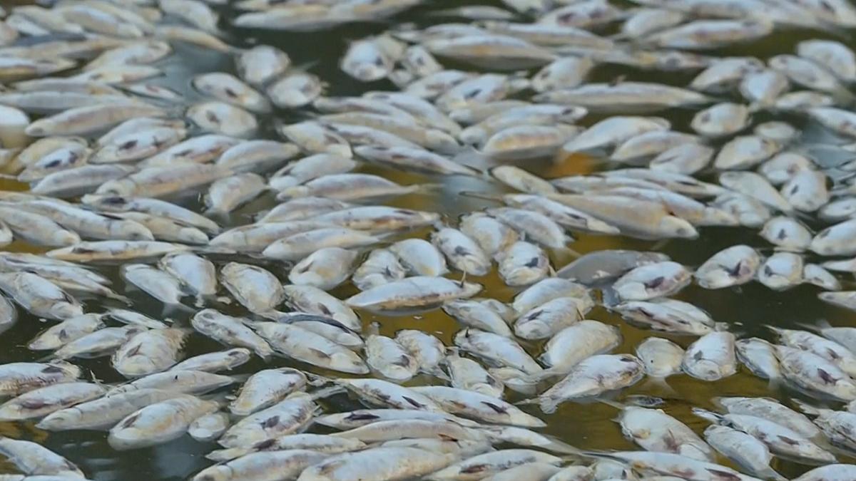 Calls for Royal Commission Into Australia’s ‘Worst’ Fish Kill as Investigators Seek to Understand Cause