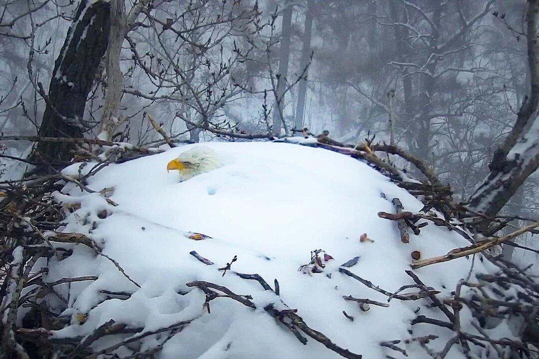 Webcam Captures Mama Bald Eagle Who Won’t Leave Nest Covered in Over Foot of Snow After Winter Storm