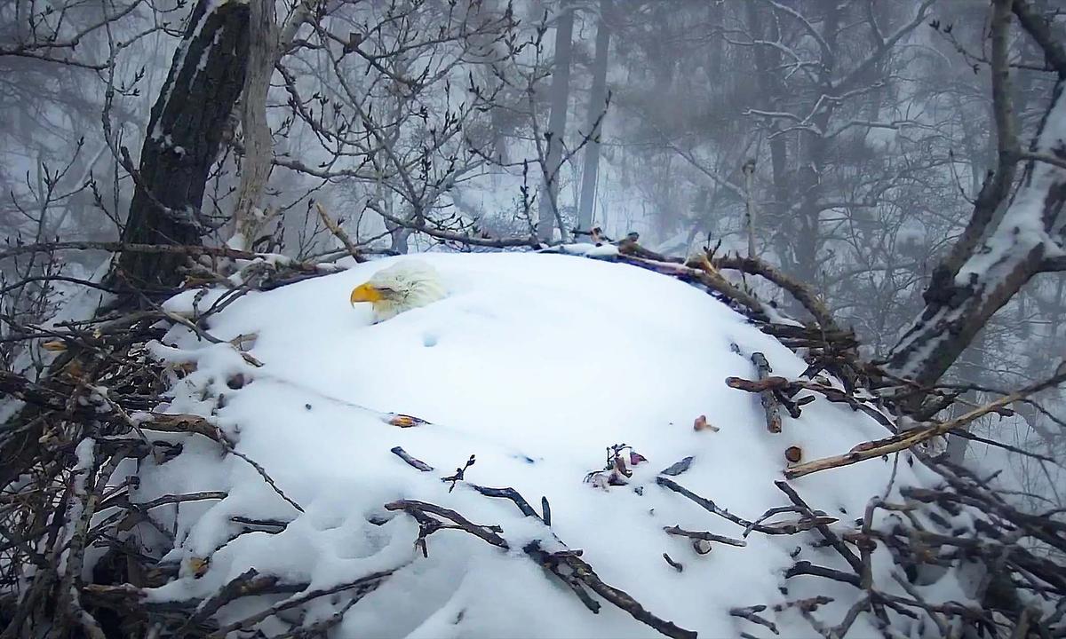 Webcam Captures Mama Bald Eagle Who Won’t Leave Nest Covered in Over Foot of Snow After Winter Storm