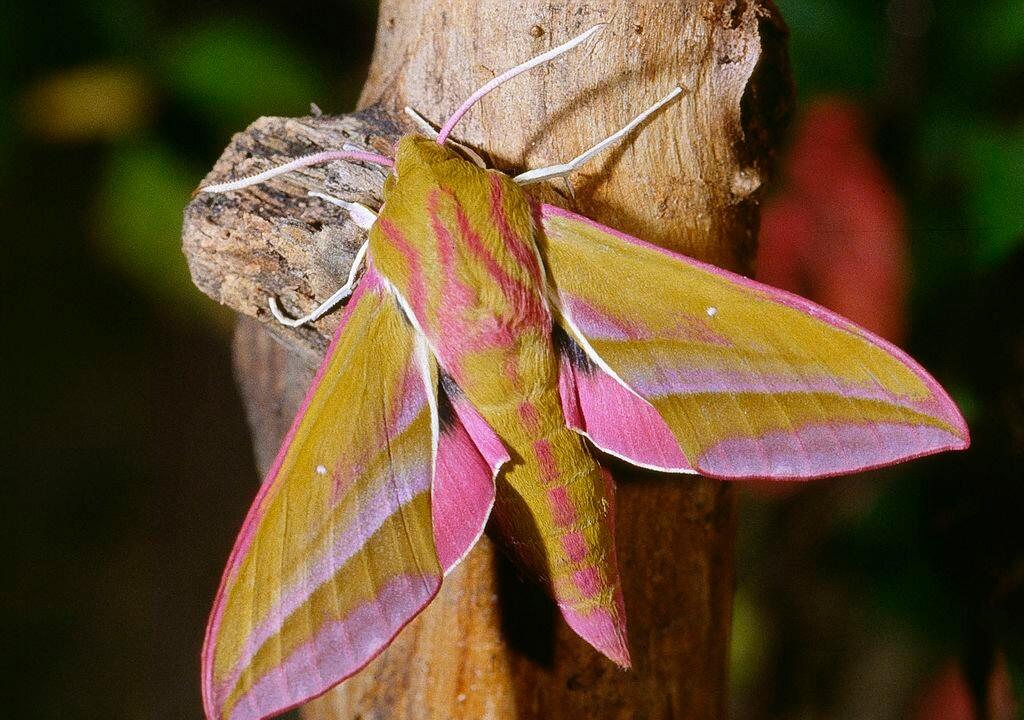 Book Review: ‘An Immense World: How Animal Senses Reveal the Hidden Realms Around Us’