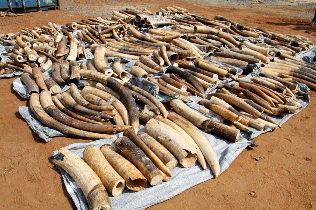 Vietnam Seizes 7 Tonnes Ivory in Largest Wildlife Smuggling Case in Years