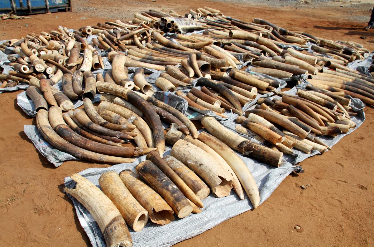 Vietnam Seizes 7 Tonnes Ivory in Largest Wildlife Smuggling Case in Years