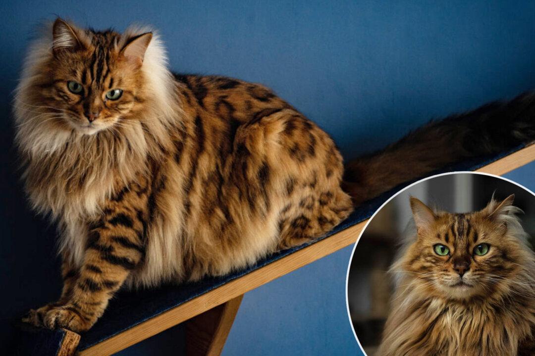 PHOTOS: Meet Cezar, the Cashmere Bengal Cat Who Looks Like an Adorable Little Lion