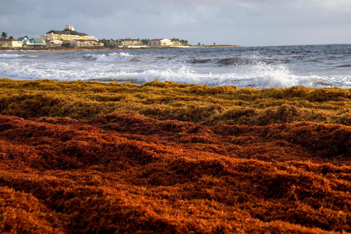 A 5,000-Mile Seaweed Belt Is Headed Toward Florida