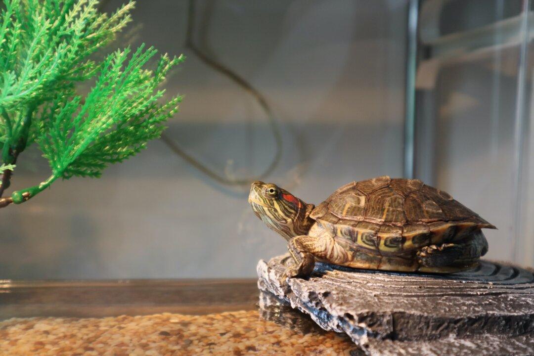 Pet Turtles Carry Salmonella