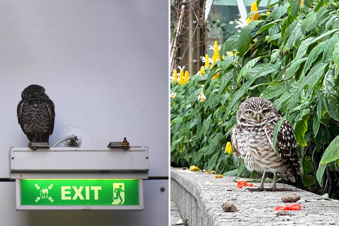 Owl Goes on an Accidental Caribbean Vacation After Stowing Away on World’s Second-Largest Cruise Ship