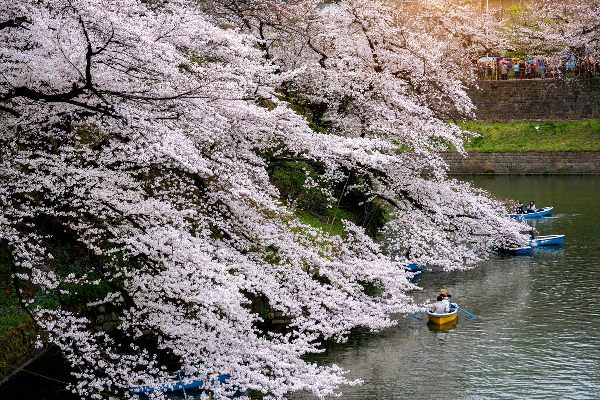 Top 10 Places to See Cherry Blossoms Around the World