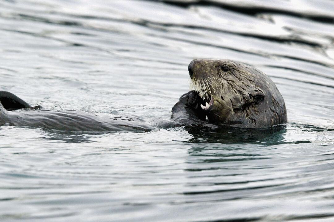 Rare Strain of Parasite That Killed California Sea Otters May Threaten Humans, Scientists Say