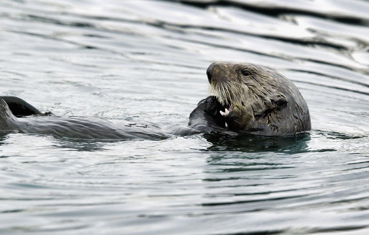 Rare Strain of Parasite That Killed California Sea Otters May Threaten Humans, Scientists Say