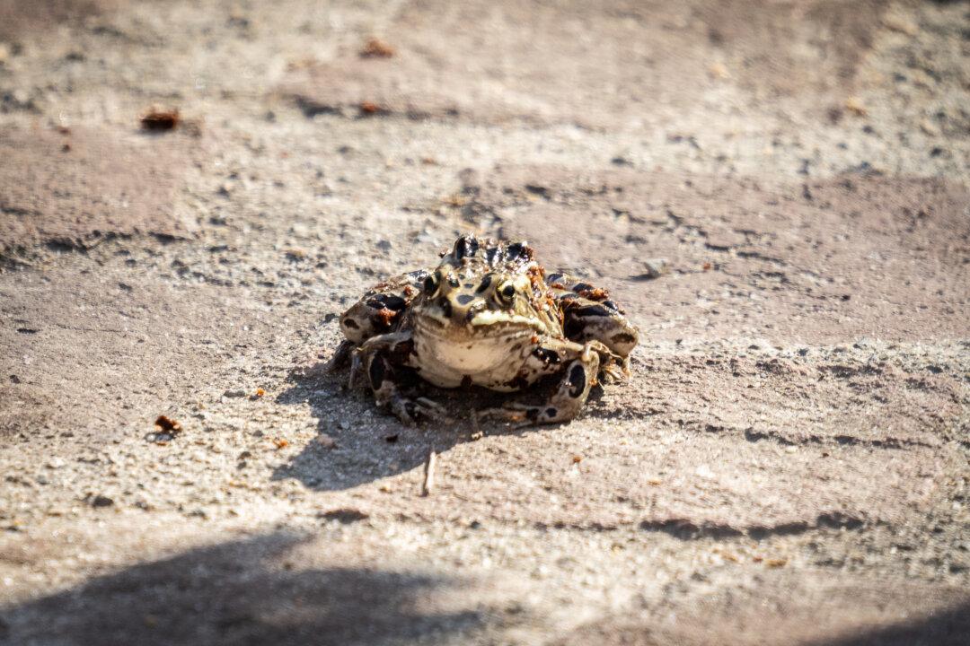 ‘Tastes Like Chicken’ Wins Annual Frog Jumping Contest in San Juan Capistrano