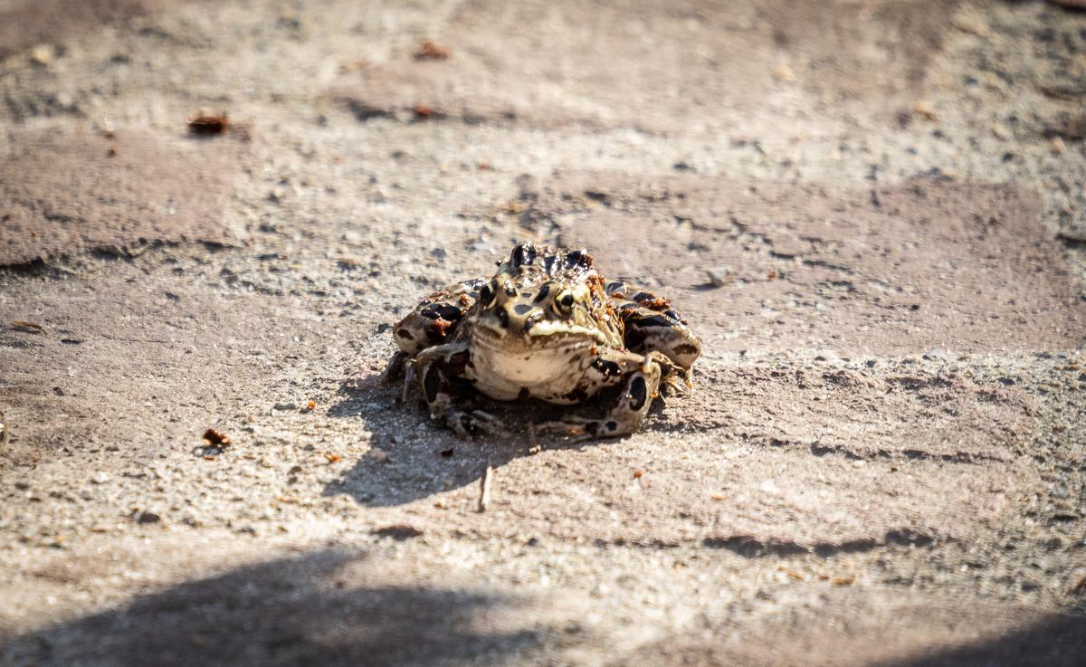 ‘Tastes Like Chicken’ Wins Annual Frog Jumping Contest in San Juan Capistrano