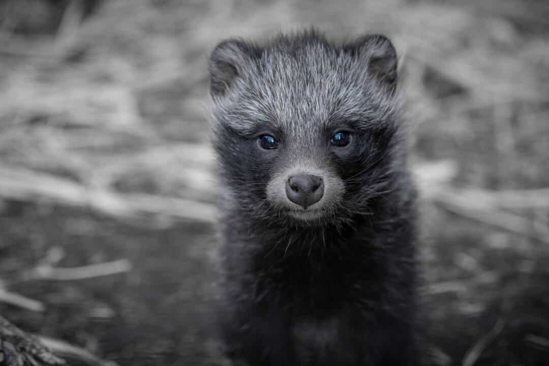 Major Media Fall for Fake Wuhan Raccoon Dog Story