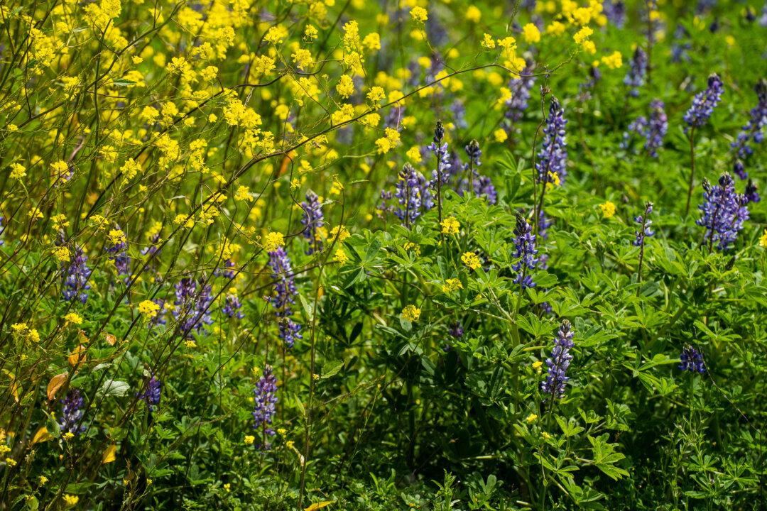 Wildflowers Blossom at Peters Canyon Regional Park