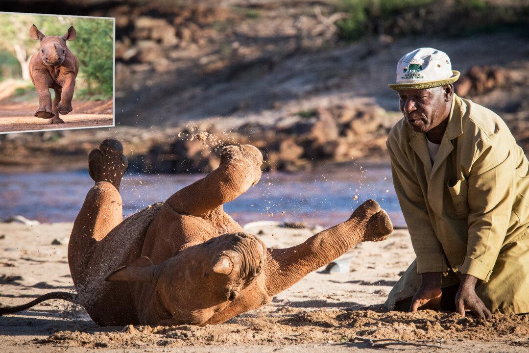Rhino, 4, Who Was Rescued as a Calf After His Mom Died Remains Very Attached to the Keepers Who Have Cared for Him