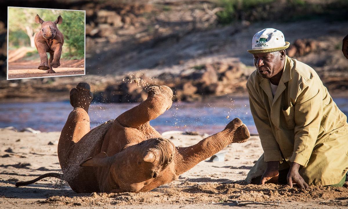 Rhino, 4, Who Was Rescued as a Calf After His Mom Died Remains Very Attached to the Keepers Who Have Cared for Him