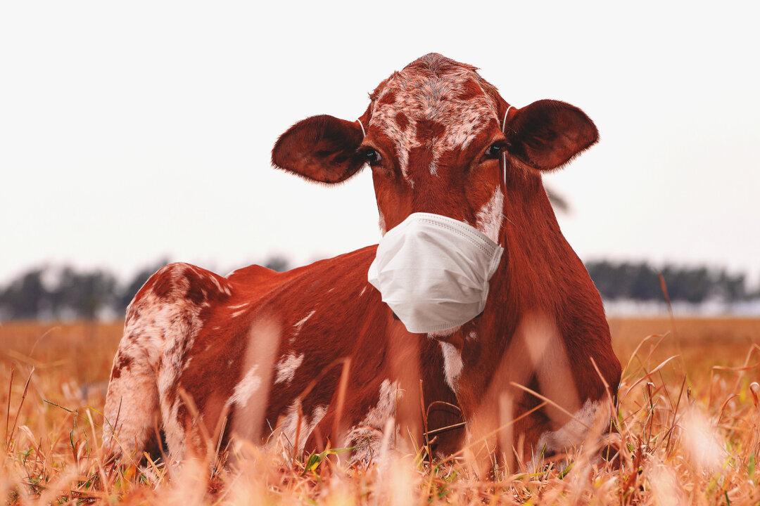 ‘Smart’ Masks for Cows? Gates Invests $4.7 Million in Data-Collecting Faceware for Livestock