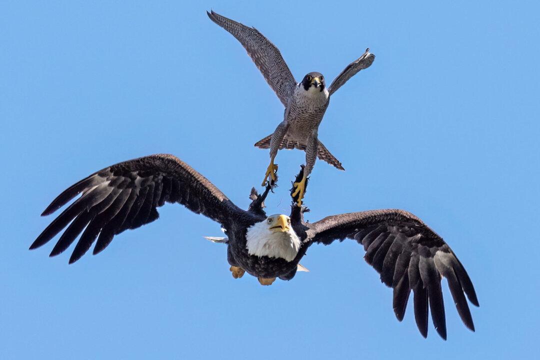 Photographer Captures Peregrine Falcon ‘Determined’ to Keep Bald Eagle Away From Its Nest Forever