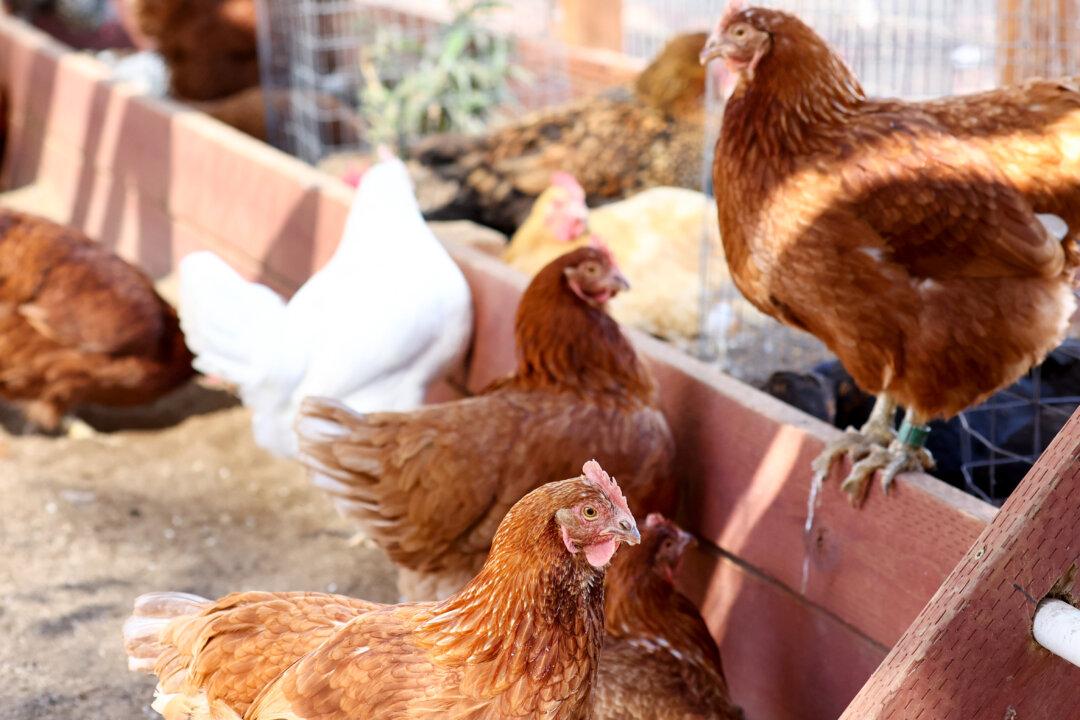 Bird Flu Detected in 2 California Mountain Lions