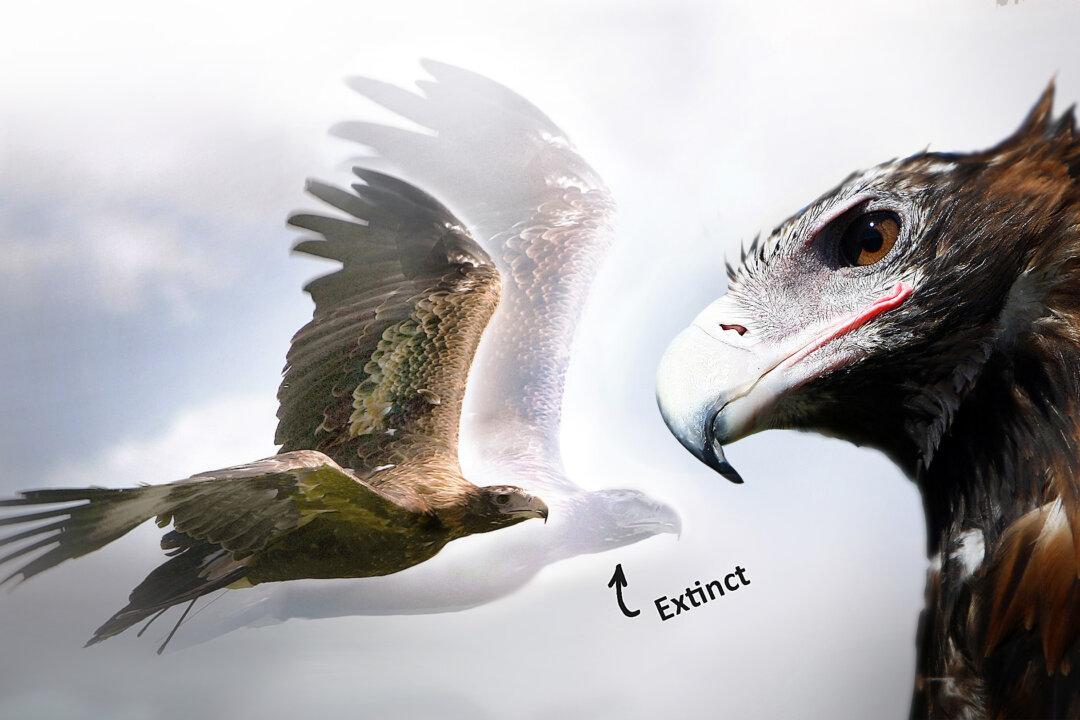 Paleontologists ‘Discover’ Fossil of Giant Extinct Eagle That Dwarfed Modern Raptors, Could Kill Kangaroo