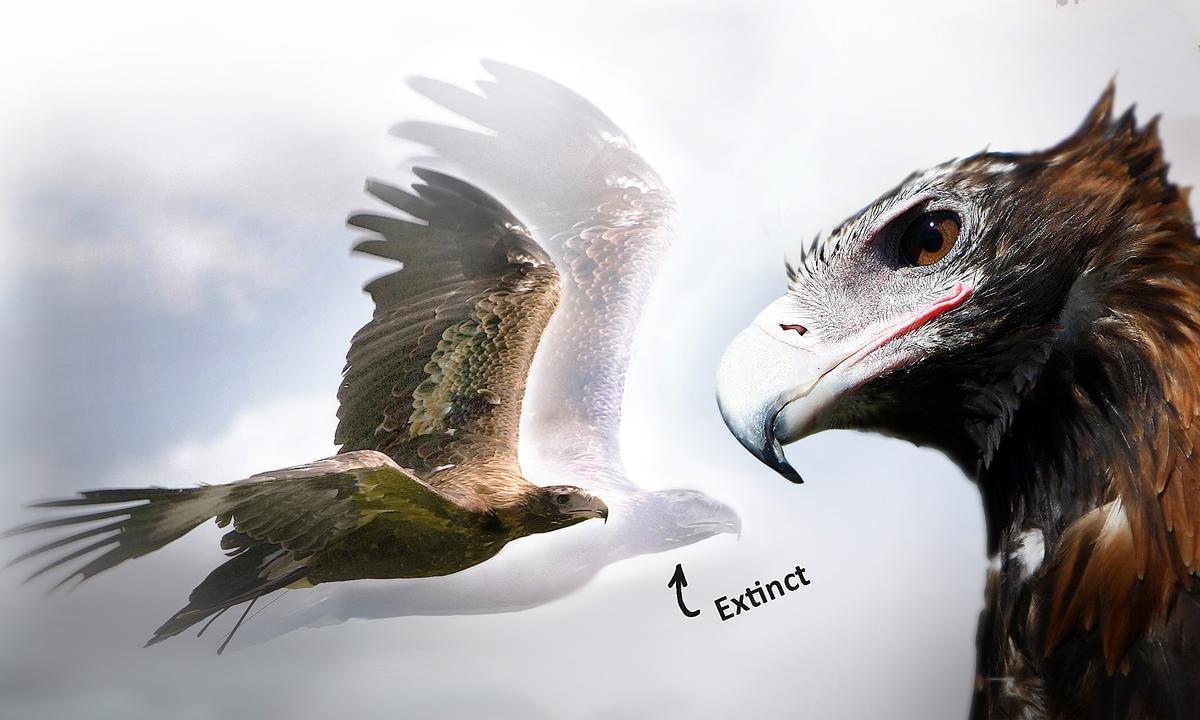 Paleontologists ‘Discover’ Fossil of Giant Extinct Eagle That Dwarfed Modern Raptors, Could Kill Kangaroo