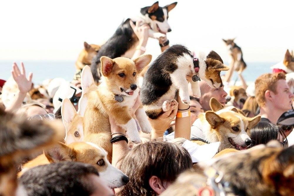 Fun Things to Do in Orange County This Weekend