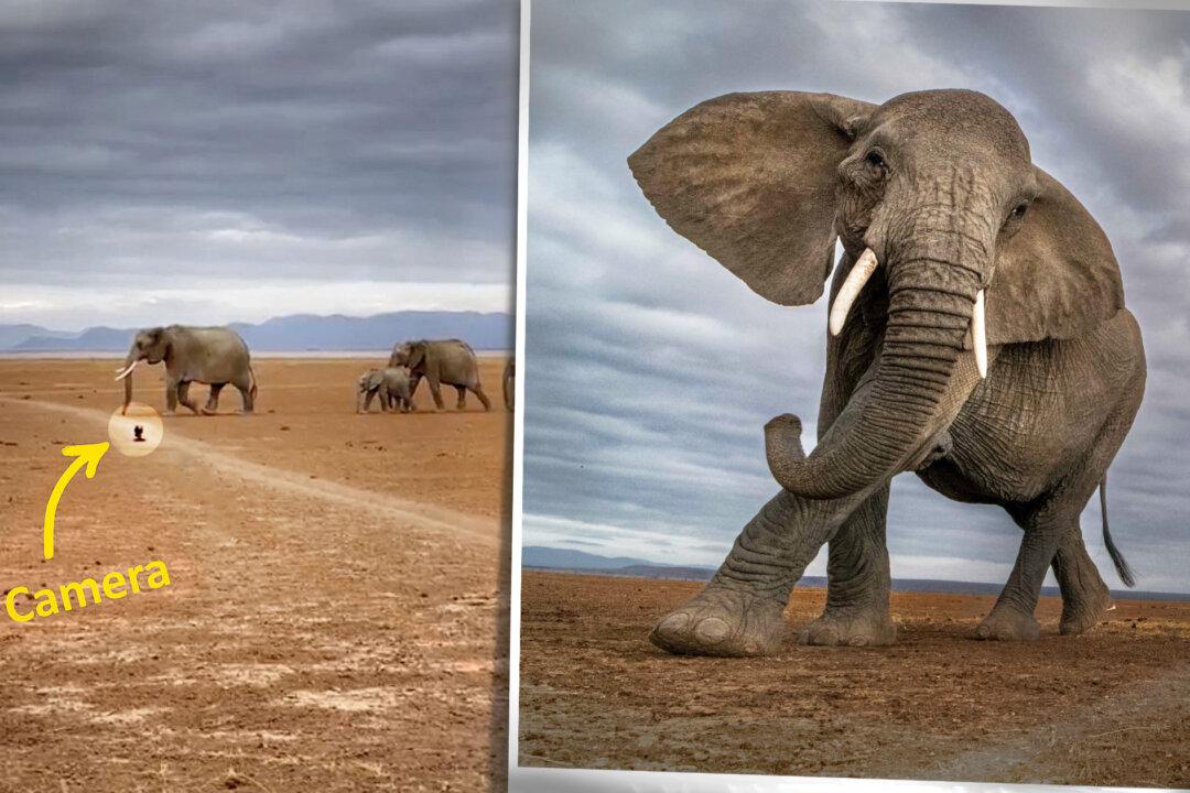 Photographer Risks Camera to Capture Herd of Elephants Up Close—And They Lumber So Close It’s Scary