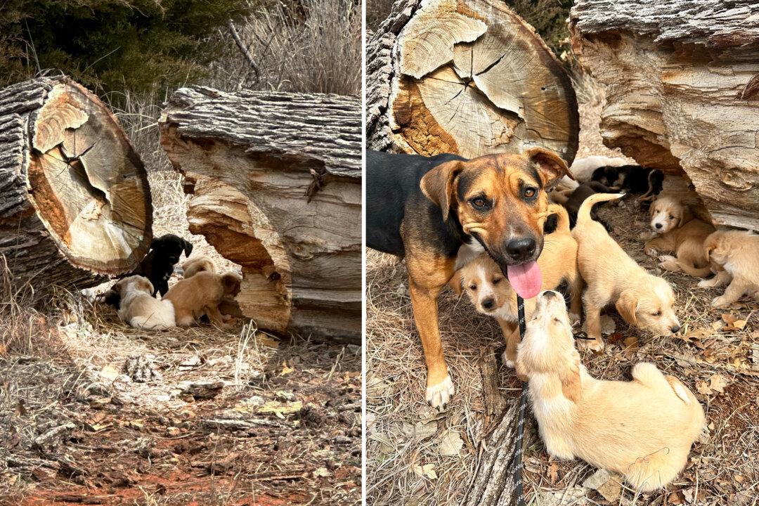 Mama Dog Runs Up to a Woman in Parking Lot and Leads Her to a Fallen Log With 16 Puppies Behind