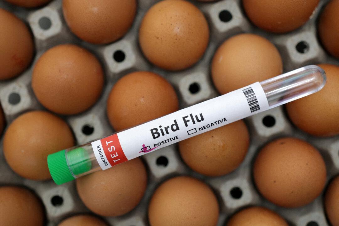 Bird Flu Detected in New South Wales, Farm in Lockdown