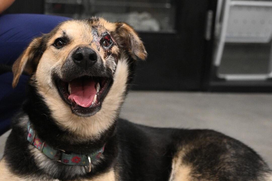 Rescued Dog from Iran to Undergo Eyelid Surgery in San Diego