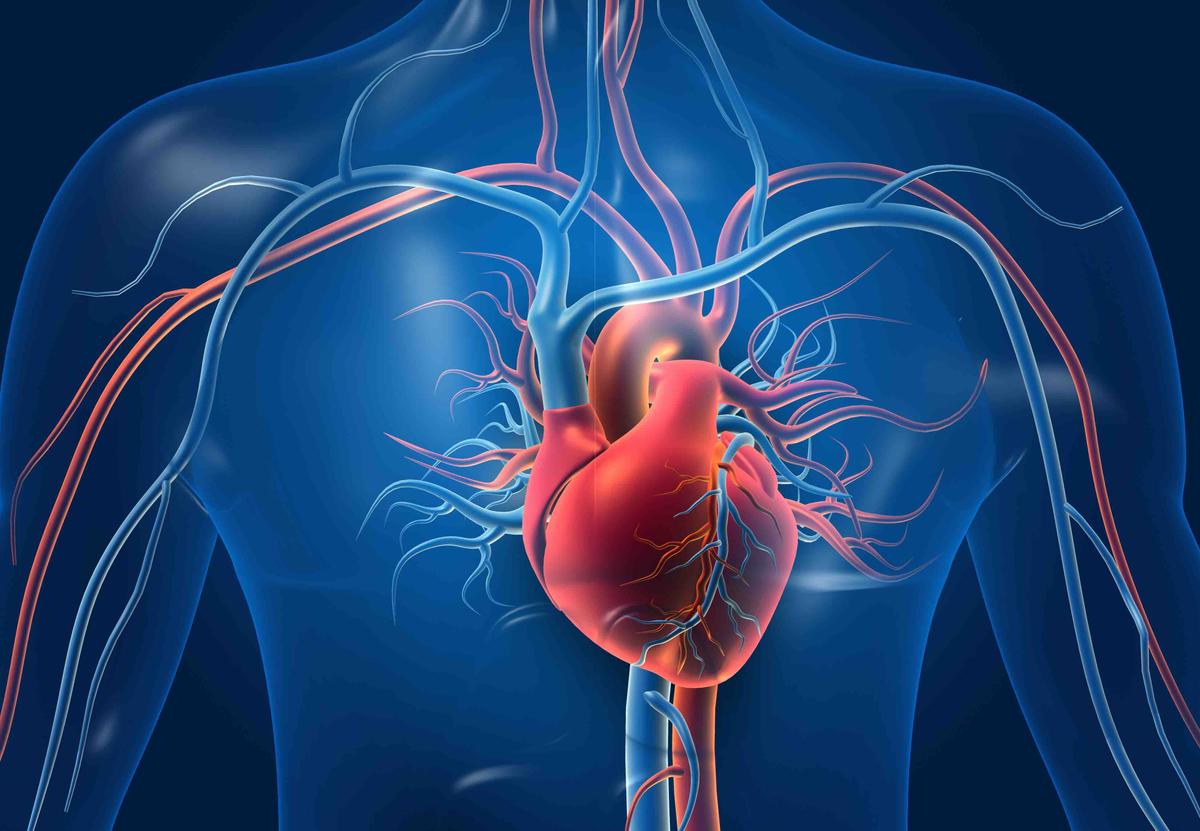 It Takes Only 1 Month to Cure Heart Problems? A Harvard Study Confirms the Existence of Pericardium Meridian